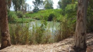 The green Yarkon river