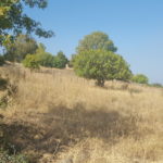 Tel Faher covered with landmines from the North