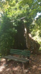 An old Plantus tree above the end of the trail