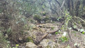 Inside the creek, like Centaurs' path in Pelion, Greece - Wadi Siah