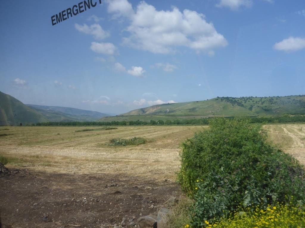 Wheat field - The Yarmouk river