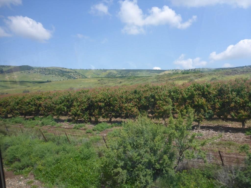 Lychee orchad - The Yarmouk river