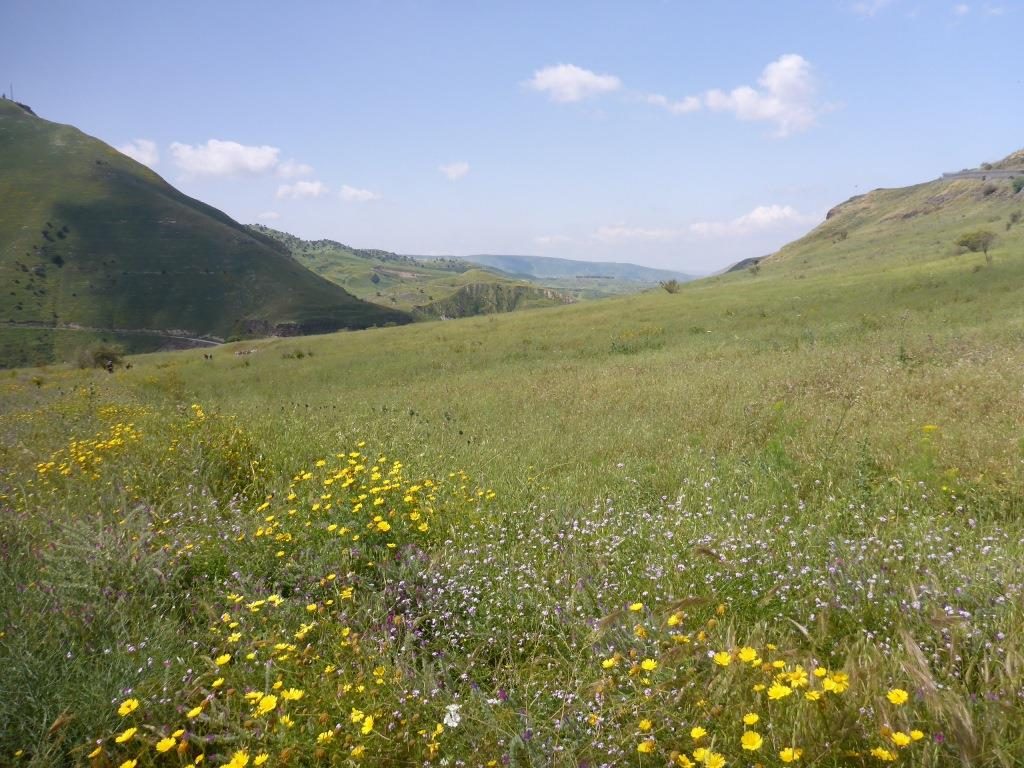 Looking west - the Yarmouk river