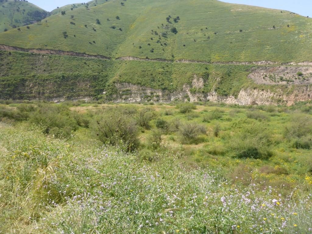 Those brown spots on the trees are birds nests - the Yarmouk river