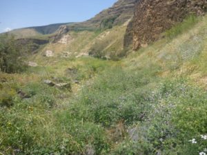 he cliffs of the Yarmouk valley and the wonderful blooming that covers the railway - The Hejaz railway tunnel