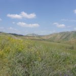 Just a little bit more flowers - The Hejaz railway tunnel