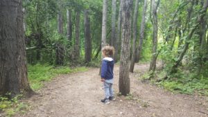 Standing among Populus trees - hidden stream creek