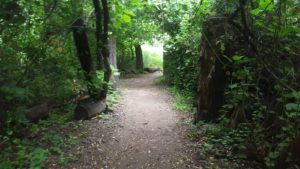 Getting into the wild - hidden stream creek