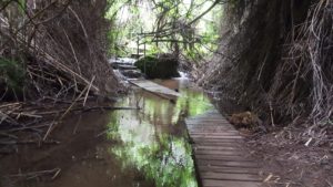 Walk slowly... - hidden stream creek