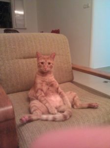 Arieh in a provocative position