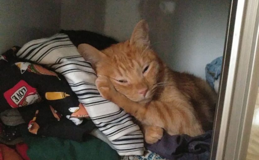 Goodbye to Arieh the cat  😥