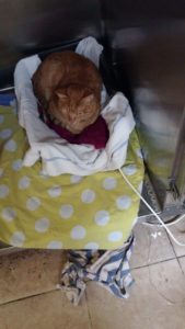 Arieh hospitalized, about a year ag
