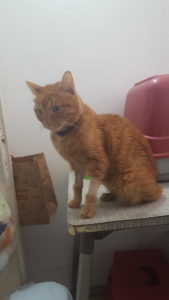 Because of the steroids, the fur that was removed in his legs did not grow up for a long time after. Arie was walking around like the puss in the boots