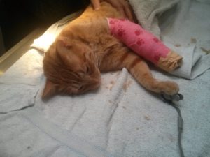 Arieh been taking care of, when he had a cut on his leg