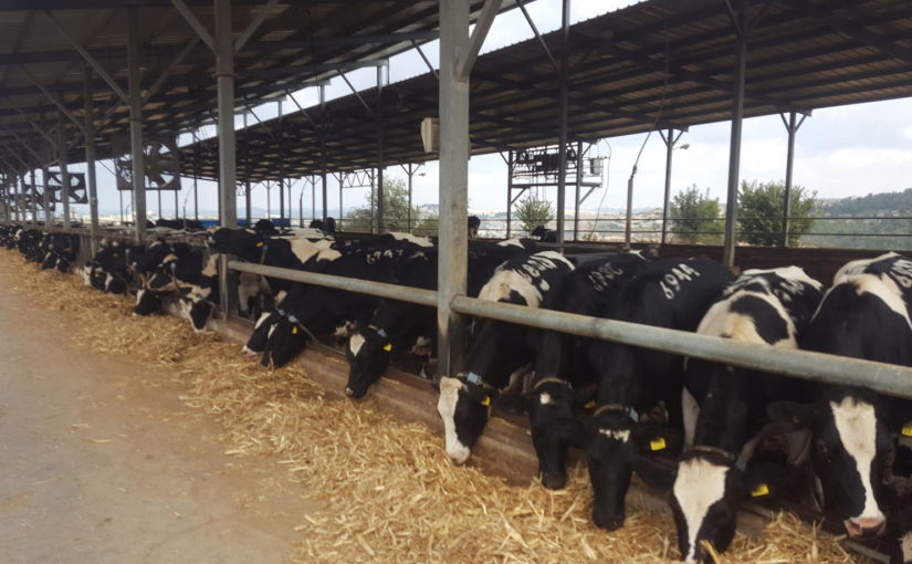 Ma'ale HaHamisha Dairy farm - The cows