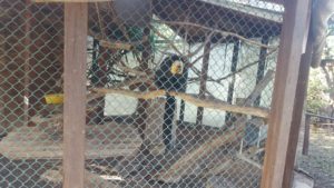Nizzan - a white face saki monkey - The Moneky Park