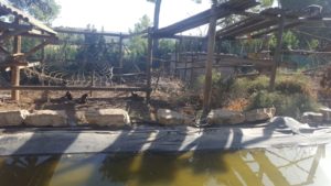 Brown Capuchin Monkey - The Monkey Park