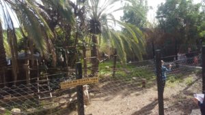 Ring Tailed Lemur - The monkey park