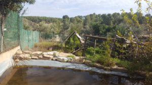 Blue Mokneys - The monkey park