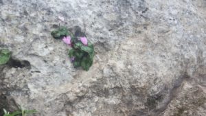 Growing up everywhere didn't I say?... - cyclamen flower