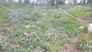 The carpets of cyclamen flower over the hill