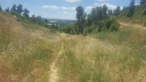 The second part of 1948 trail going down to the creek on which Kiryat Anavim cemetary is sitting - 1948 trail