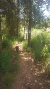 On the creek - 1948 trail