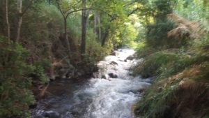 Looking up the lower Banias stream stream from the bridge, you can see the creek you get in to.