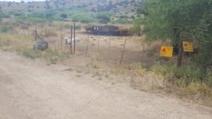 Cows and dogs behind "Mined area" sign...  - lower Banyas stream