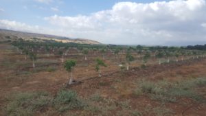 On the way back on the black hiking route - Rows of rows of new planted trees - lower Banyas stream