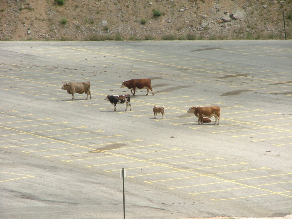 Cows in the Hermon site lower parking lot, keeping the lines
