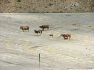 Cows in the Hermon site lower parking lot, keeping the lines