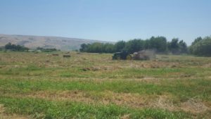 A tractor packing the Hay, Behind it flew cattles egre that looked for grains - Hula lake