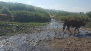 A flowing stream, it isn't the real thing but still a nice trailer Ein A-Tina