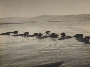 Buffalo soaking in a mud hole, 1946 (Source: Center for Digital Media, Haifa University Library, Pikiwiki)