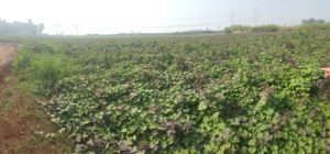 Fields of probably pea - Yarkon waterfall