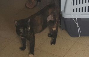 A cat! - Petel
