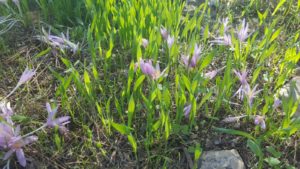 Colchicum flowering - Hanut