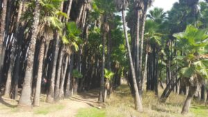 A  Plantation of Mexican washingtonia, most are burned and it isn't so clear what was the idea of planting those here. The name of the spring is named after this plantation (Mata in Hebrew)