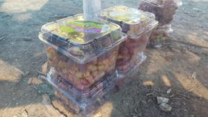 Our grapes. With the entrance fee, each cost about 30 NIS, cheaper then the store - Batzir 