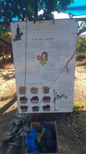 About Tali grapes, a famous Israeli grape brand. -  Batzir