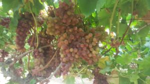 The grapes - Crimson - Batzir 