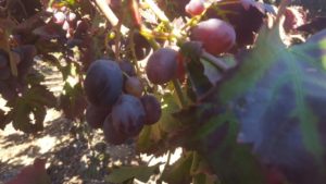 The grapes - Scerluta - Batzir 