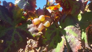 The grapes - Arrera - Batzir 