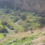 Here is the Yarmouk river!