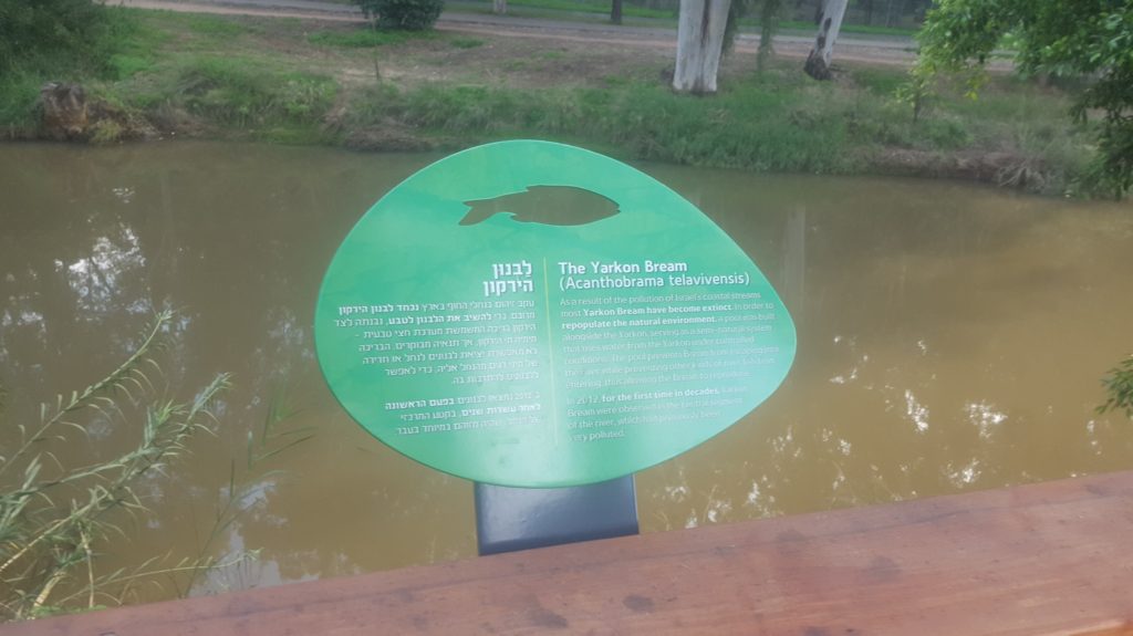 Some of the animals along along the Yarkon River: The Yarkon Bream