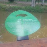 Some of the animals along along the Yarkon River: The Yarkon Bream