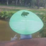 Some of the animals along along the Yarkon River: Nutria - Yonatan trail