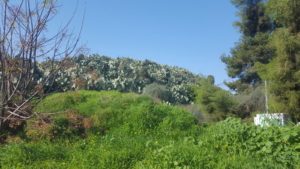 The north slopes of the hill covered with local Tzabar Cactus - Napoleon's Hill