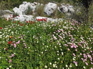 Green carpets with pink, yellow, white....